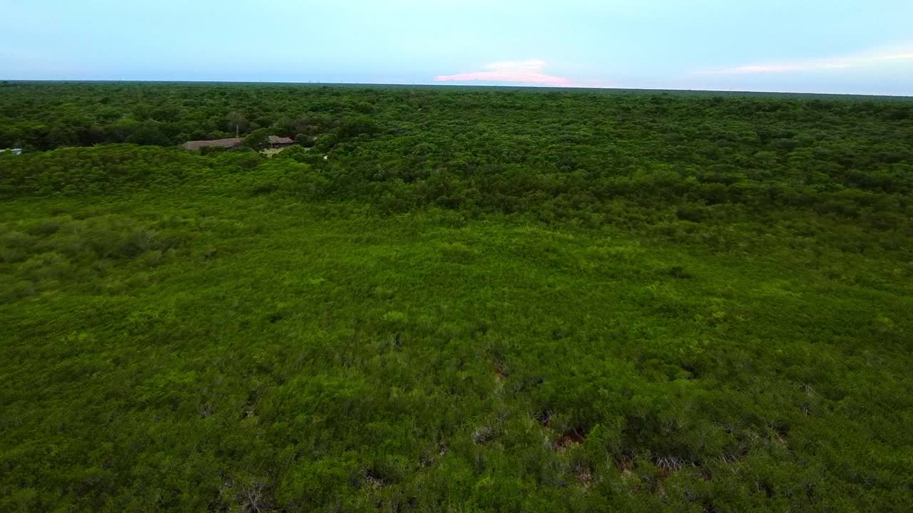 воздушный вид пышного зеленого леса