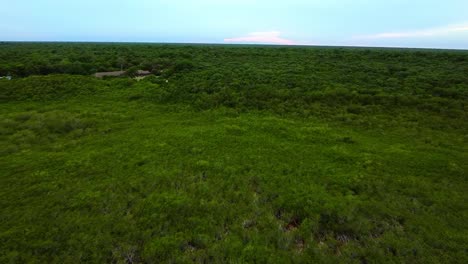 aerial view of a lush green forest