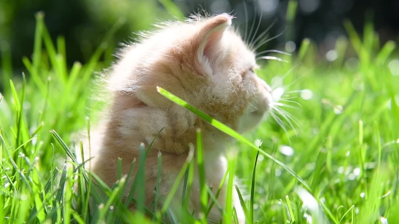 gatito joven perdido en la hierba larga del jardín en una soleada mañana de verano