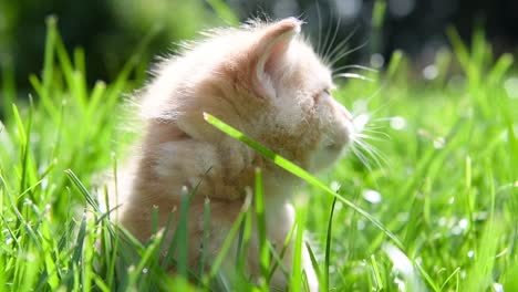 Young-kitten-lost-in-the-long-grass-of-the-garden-on-a-sunny-summer's-morning