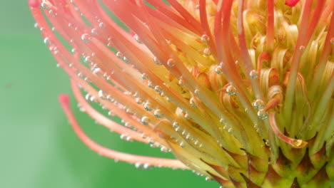 close-up of a king protea flower with bubbles