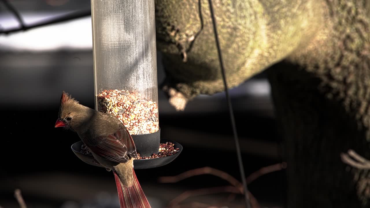 Female northern cardinal bird feeding on seeds from a backyard feeder during a sunny day in slow motion