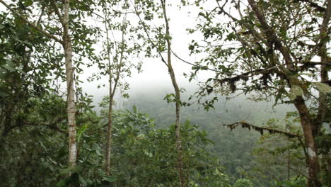 Tropical-jungle-with-fog