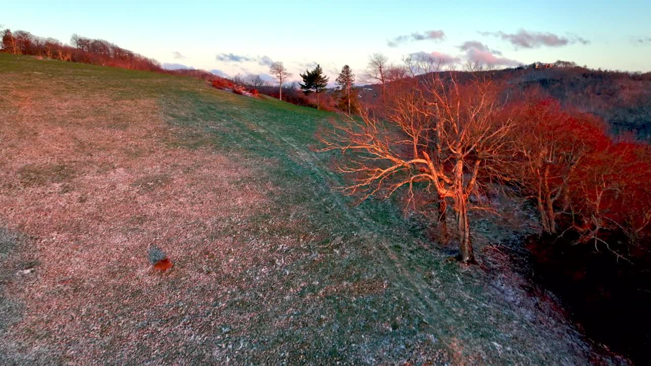 un albero all'alba con la neve primaverile vicino a boone nc