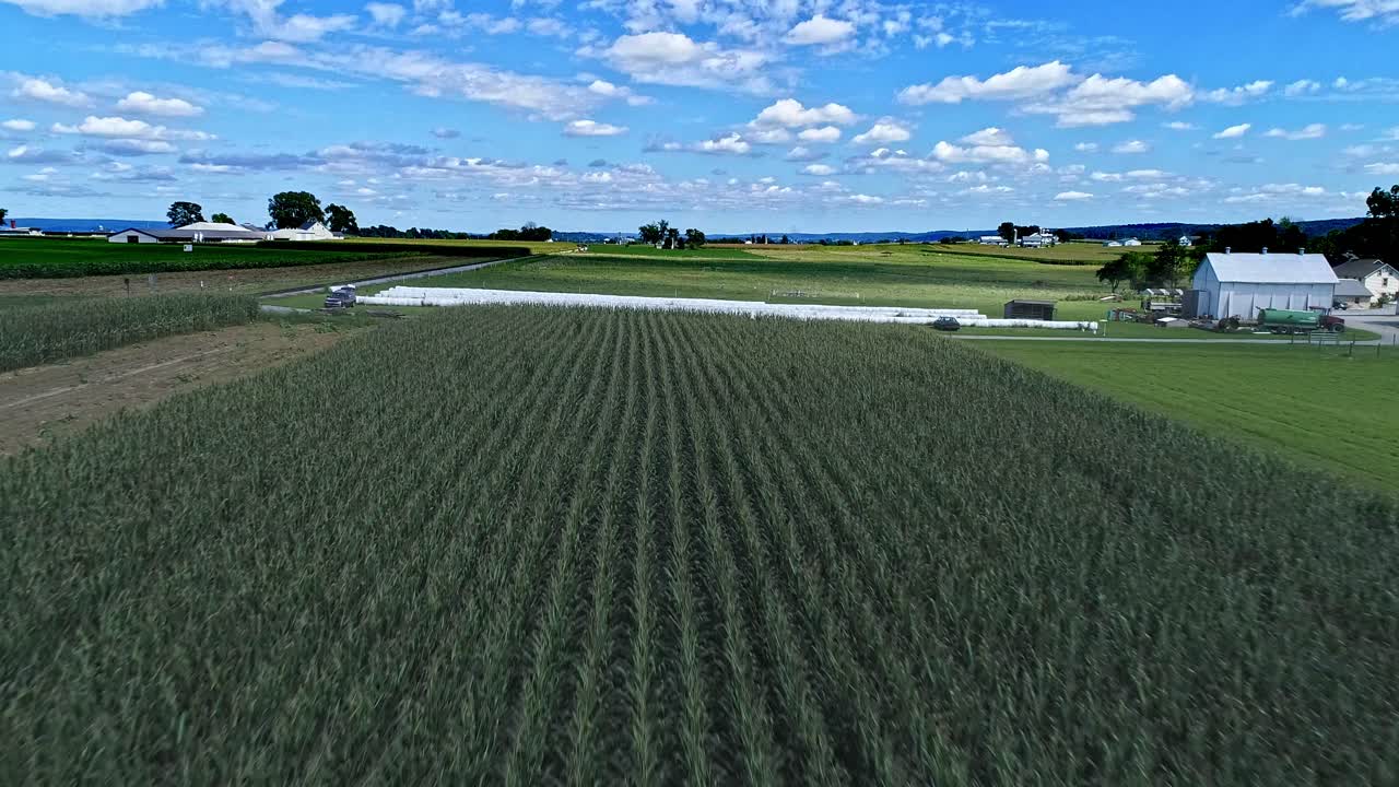 una vista aérea de hileras de campos de maíz y tierras de cultivo que vuelan bajo al maíz en un día soleado de verano