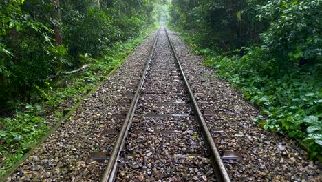 railway track through the forest in lawachara national park in sylhet, bangladesh. - tilt up shot