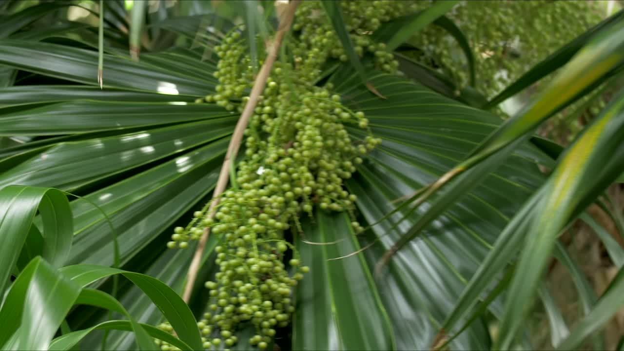 planta de hojas tropicales con frutos de bola de bulbo verde en vainas
