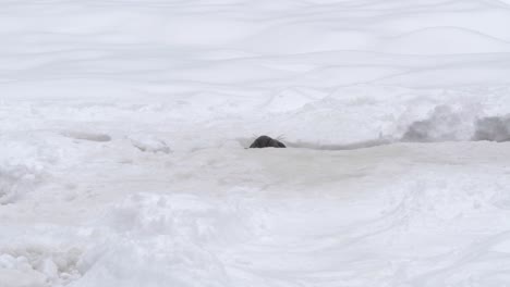 grey seal prying from ice gap standing out amid white snowed backdrop - long wide shot