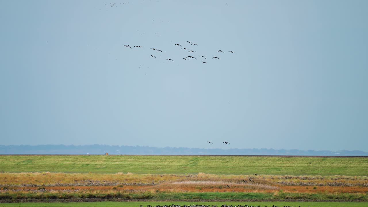 야생 거위의 이동