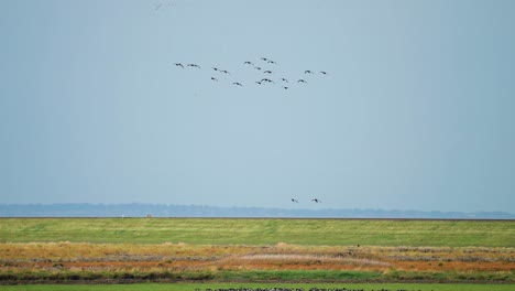 wild geese migration