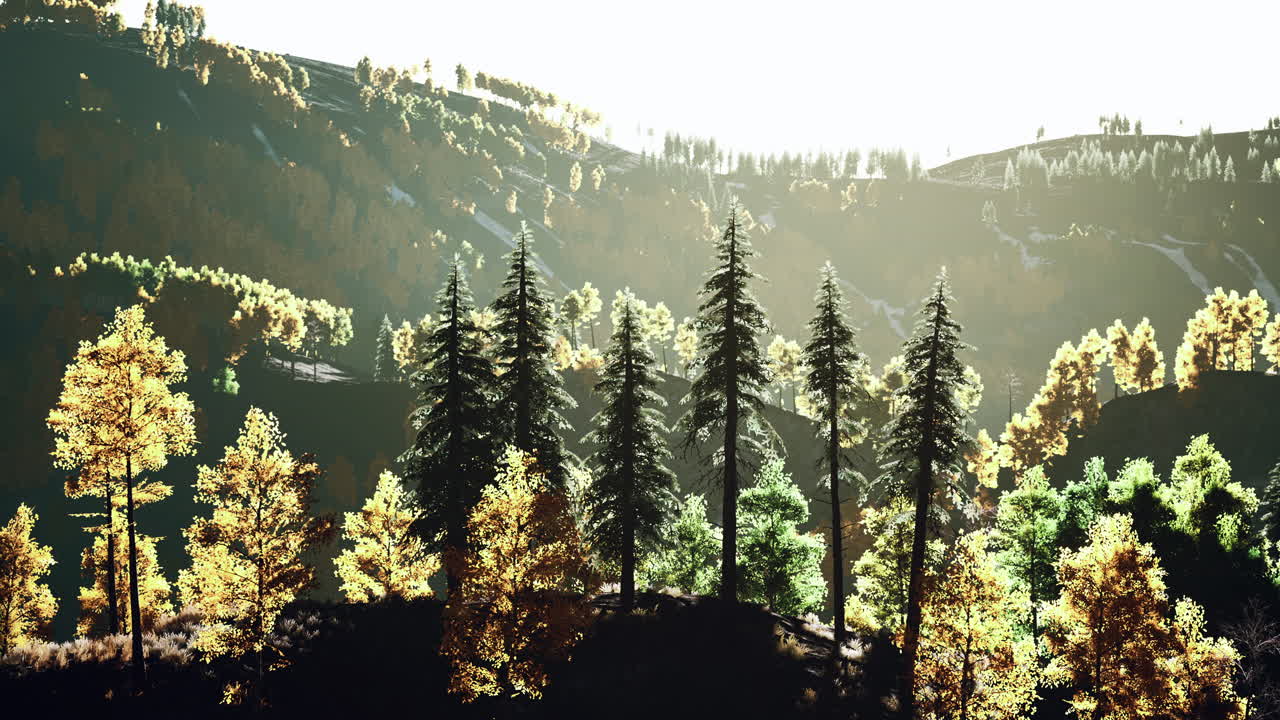 해가 지면 산불 연기가 있는 알파인에 있는 아름다운 나무의 숲