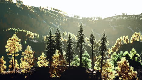 beautiful grove of trees in the alpine with wildfire smoke at sunset