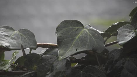 Close-up-of-green-wall-ivy-leaves-on-a-wall-with-rain-drops-falling-during-a-rain-storm