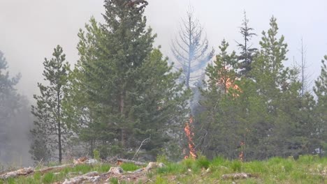 incendio forestal el fuego estaba quemando la hierba con hojas secas en el suelo y extendiéndose por el bosque