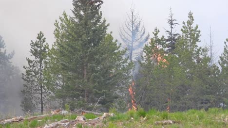 forest fire the fire was burning the grass with dry leaves on the ground and spreading across the forest