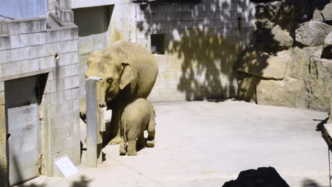 little elephant playing with his mother on a beautiful sunny day - static shot