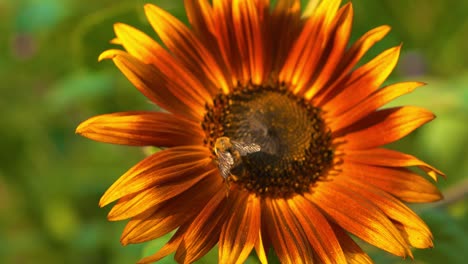 A-honey-bee-collecting-pollen-fighting-over-the-sweet-nectar-as-the-head-alpha-bee-kicks-the-other-away-on-colorful-bright-sunburst-sunflower