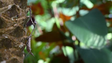 Left-side-composition-of-a-compound-eyes,-triangular-head-peacock-mantis-holding-on-to-the-trunk-of-a-palm-tree-in-a-tropical-forest,-Thailand,-Asia