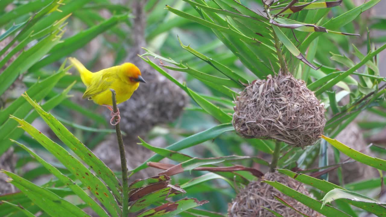 Near the nesting colony in Zanzibar, the male Eastern Golden Weaver cleans and preens his feathers before singing a courtship song