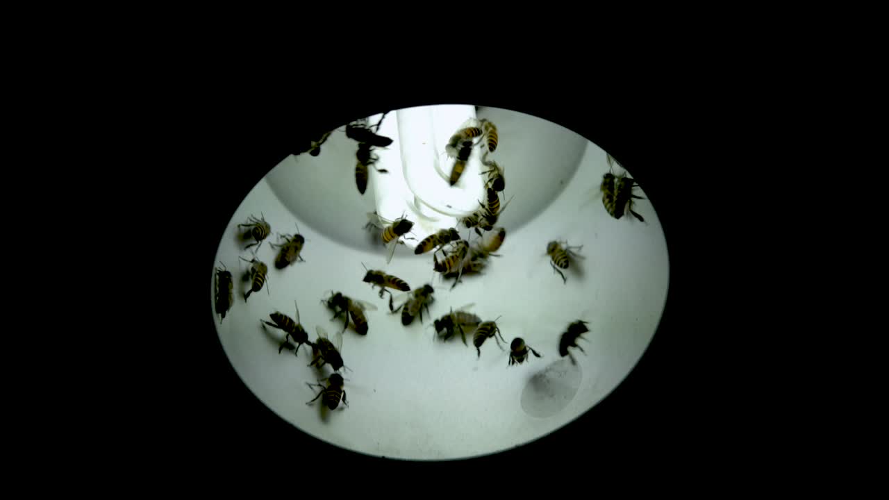 cerrar las abejas en la iluminación de la noche de la lámpara