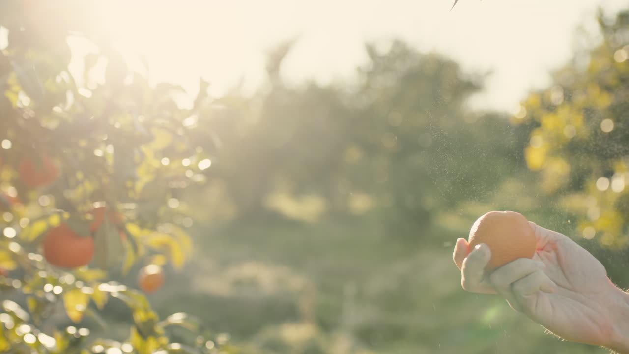 손은 나무에서 오렌지를 고 있습니다.