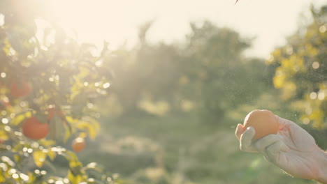 hand is peeling the orange from tree