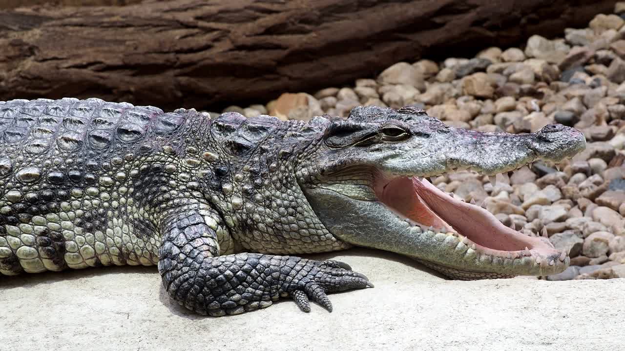 retrato de la cabeza y los dientes del cocodrilo siamés. primer plano del cocodril siamés (crocodylus siamensis)