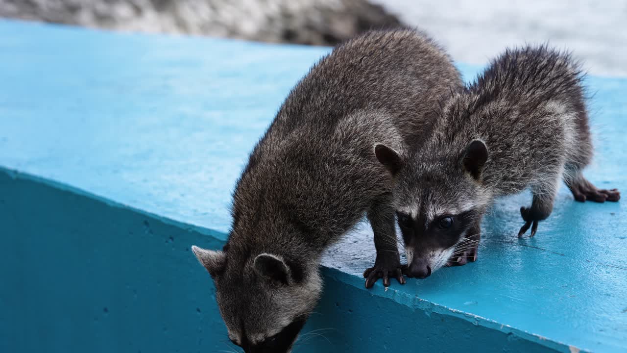 dos mapaches explorando una superficie azul, en busca de comida o siendo curiosos