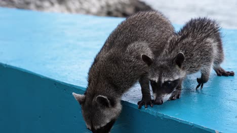 two raccoons exploring a blue surface, looking for food or being curious