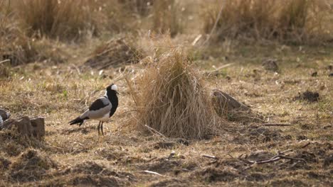 a blacksmiths lapwing sits on the ground among the tall grasses of the savannah and extends its wing