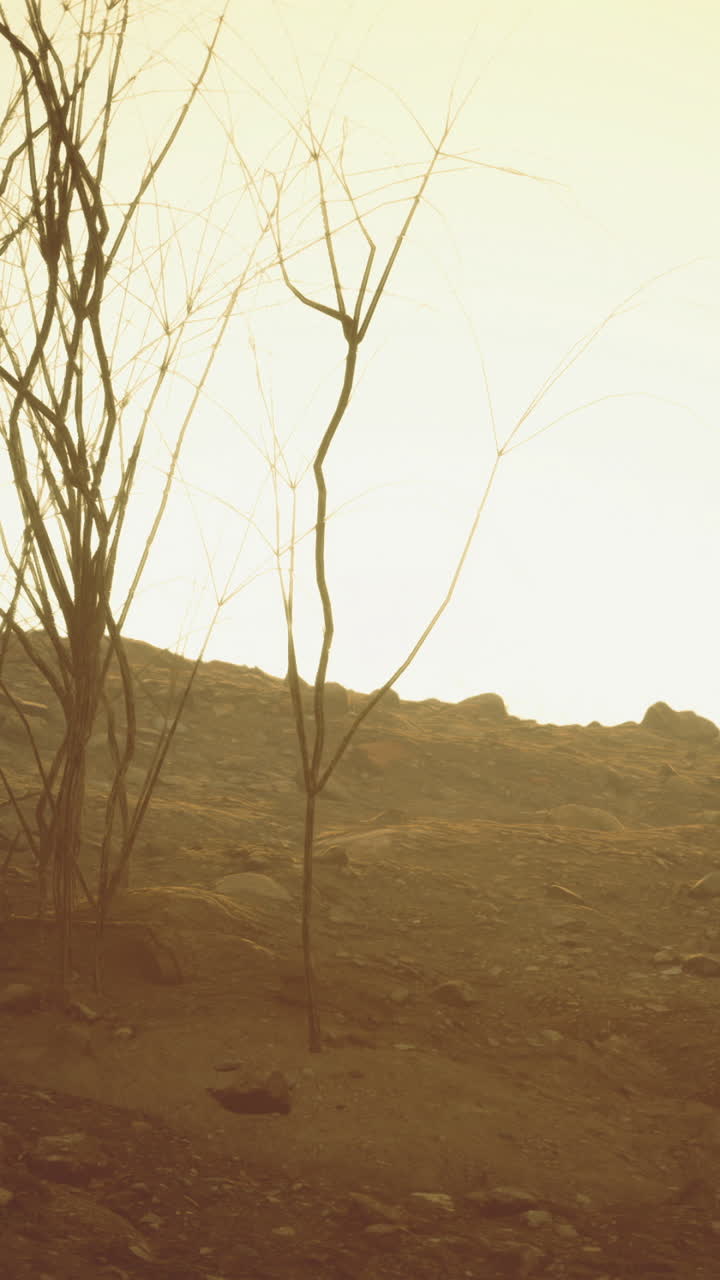 Empty landscape at sunset with barren trees and rocky terrain in warm hues