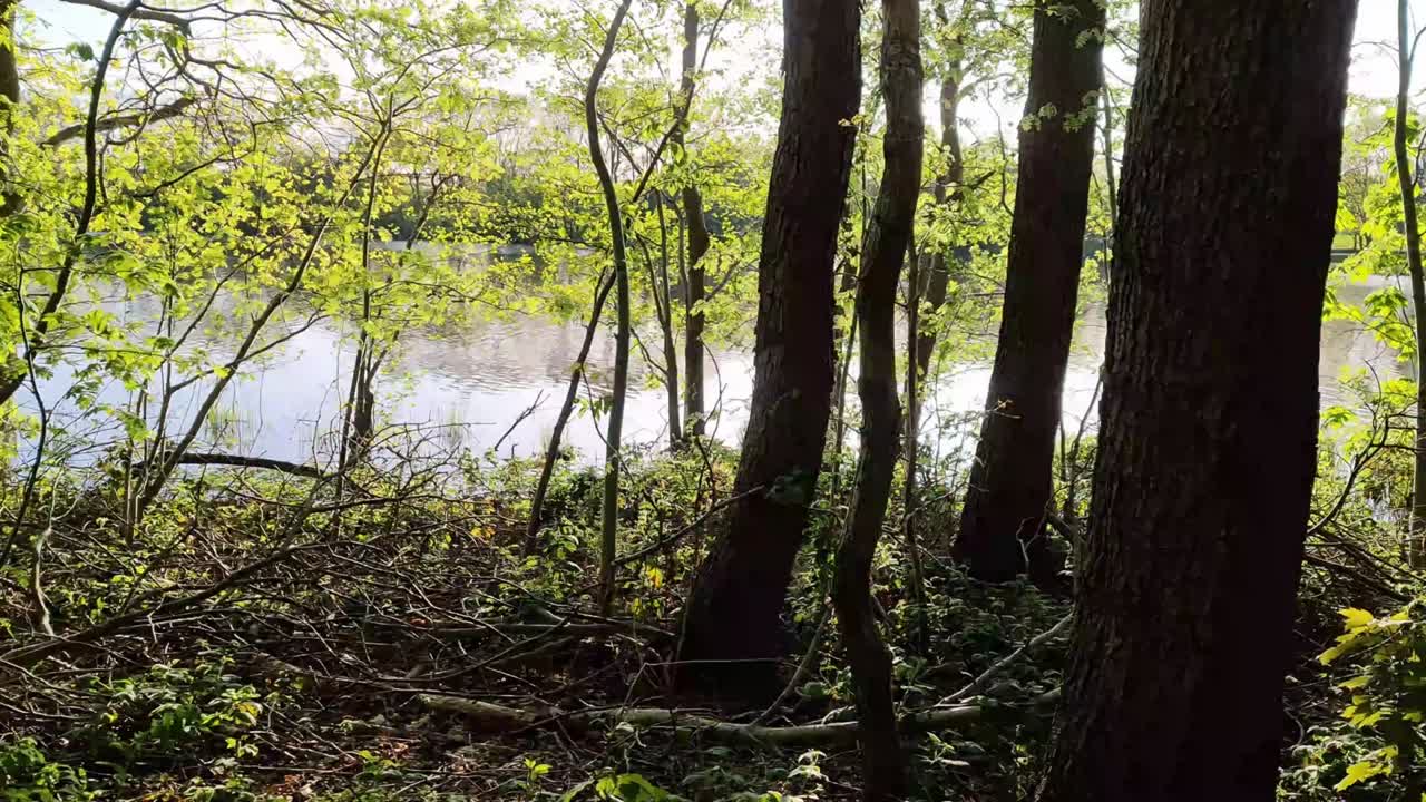반사 물 표면 을 가진 호수 에서 아름다운 숲 풍경 을 따라 고 있다