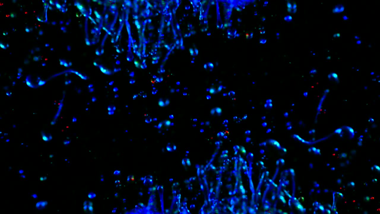 밝은 형광 네온 페인트 방울이 느린 동작으로 충돌합니다.