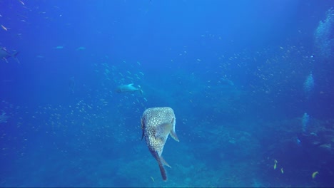 puffer fish swimming in blue water with other fish all around and lovely sun rays