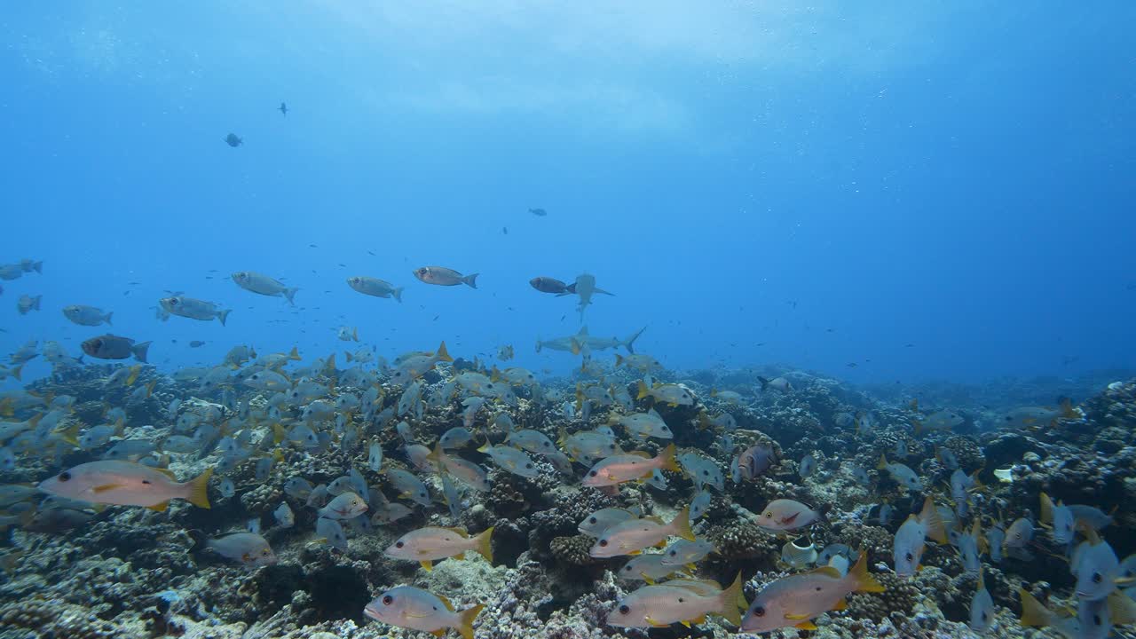 Grey reef sharks behind a School of snappers in clear water on a tropical coral reef in french polynesia, in the pacific ocean shot against the surface in slow motion
