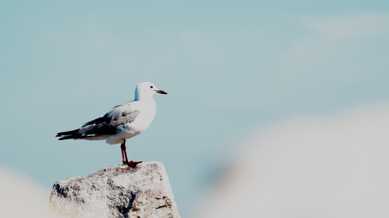High key shot of single Hartlaub's Gull perched on rock against blue sky, thirds