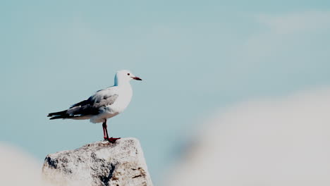 high key shot of single hartlaub's gull perched on rock against blue sky, thirds