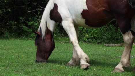 Los-Caballos-Que-Pastan-Libremente-Deambulan-Por-Croacia.