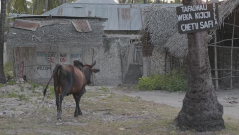 single zebu animal walking through african village in tanzania