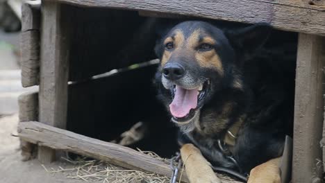 dog in a wooden kennel