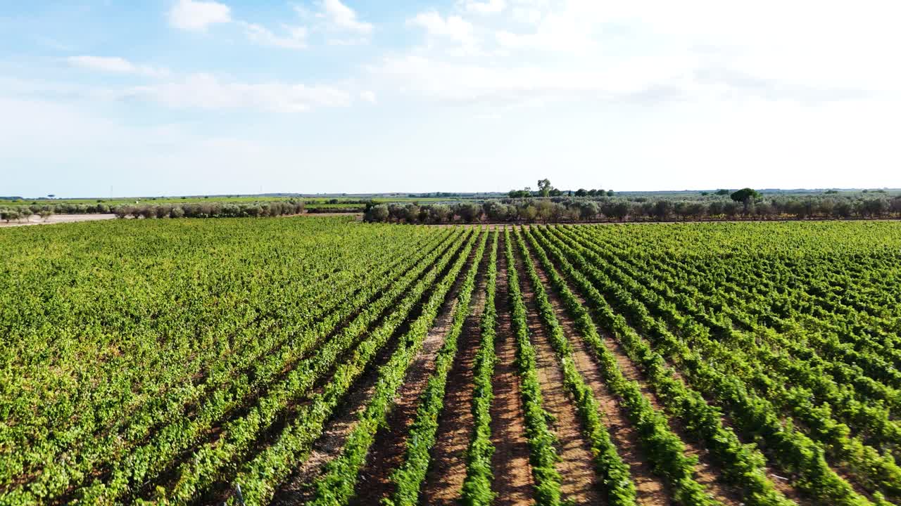 Green and vibrant grape field, aerial drone view