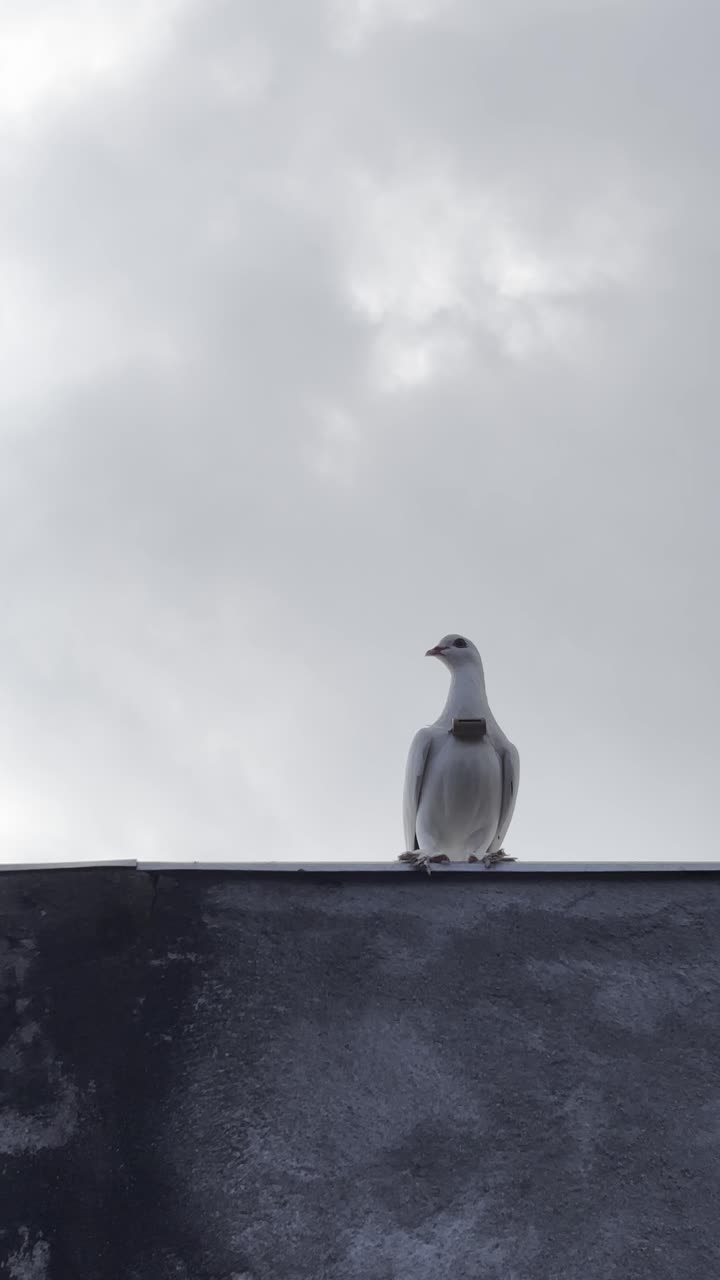 Pombos brancos empoleirados em um muro contra um céu nublado