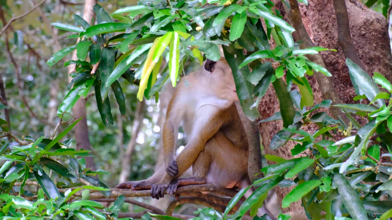Adult Toque macaque monkey endemic to Sri Lanka eating in trees during wildlife safari in Wilpattu National Park, Sri Lanka