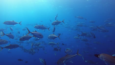 a big group of fish swimming close to the surface in blue clear waters