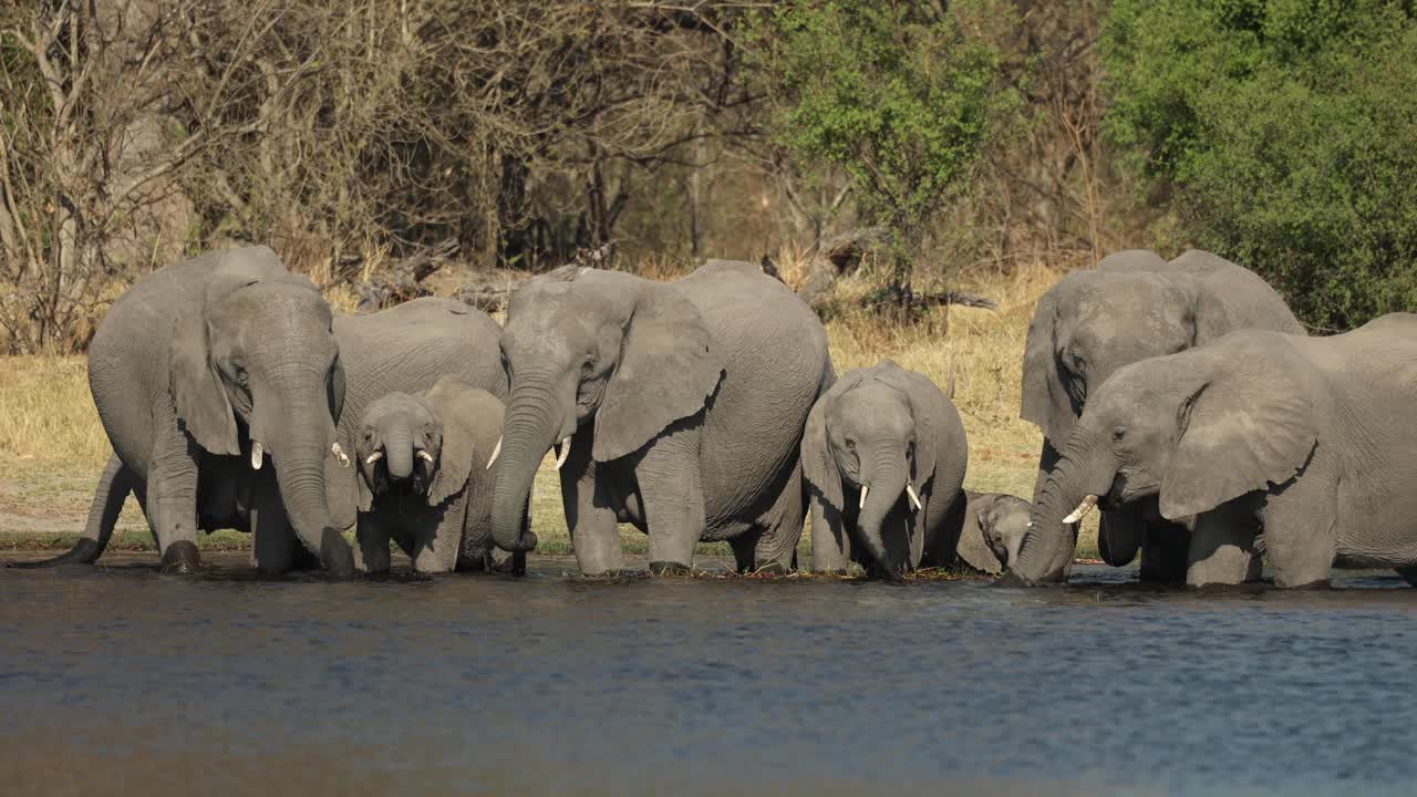 Udsigt fra tværs over vandet af en flok tørstige elefanter der drikker og står i Khwai-floden, Botswana