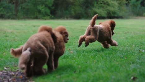 group of standard poodle dogs running and playing in the outdoors, from the back