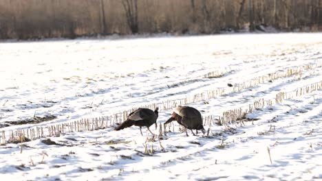 Pavos-Salvajes-Comiendo-Y-Caminando-Por-Un-Campo-De-Maíz-Nevado-4k