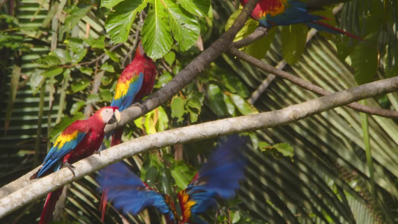 Vibrant Scarlet Macaws squabble in slow motion, competing for the perfect perch in Peru’s rainforest.