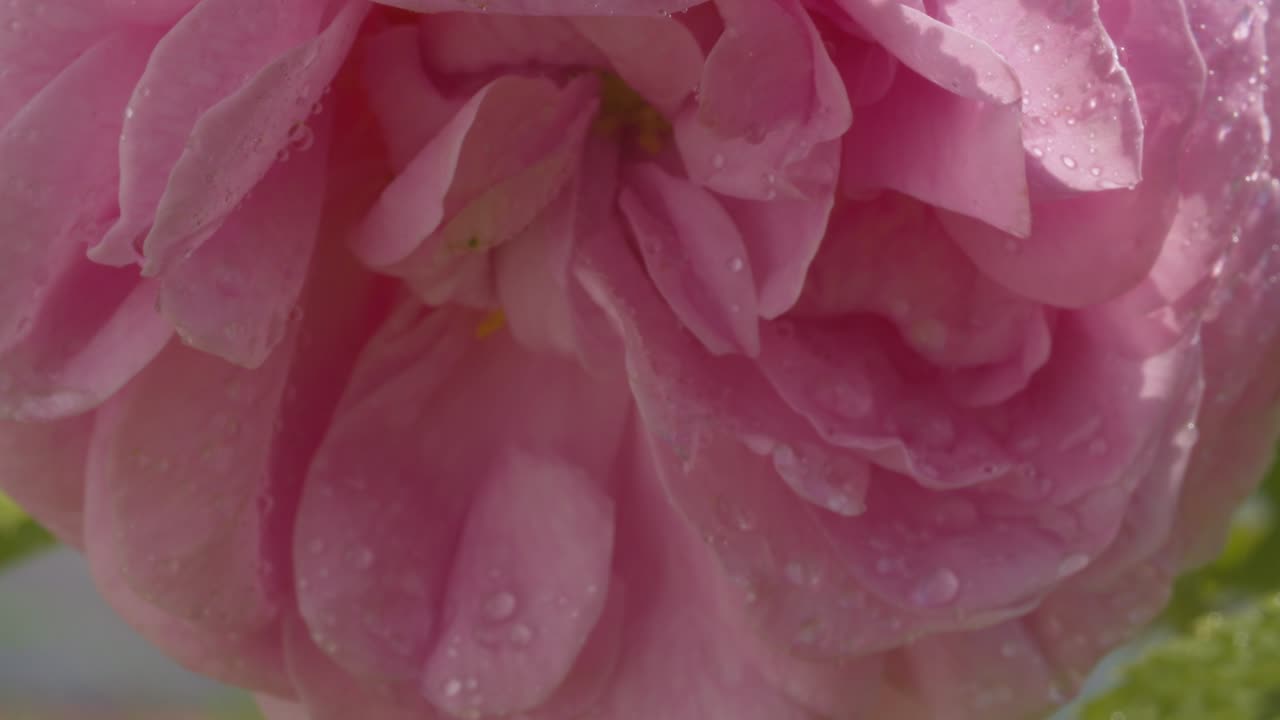 una gran flor de rosa se balancea en el viento bajo la lluvia