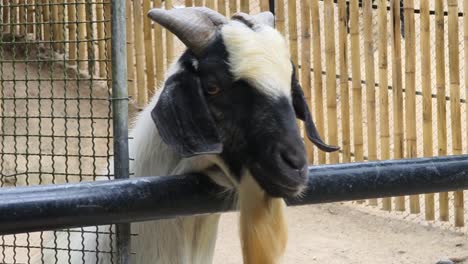 goat in a zoo enclosure